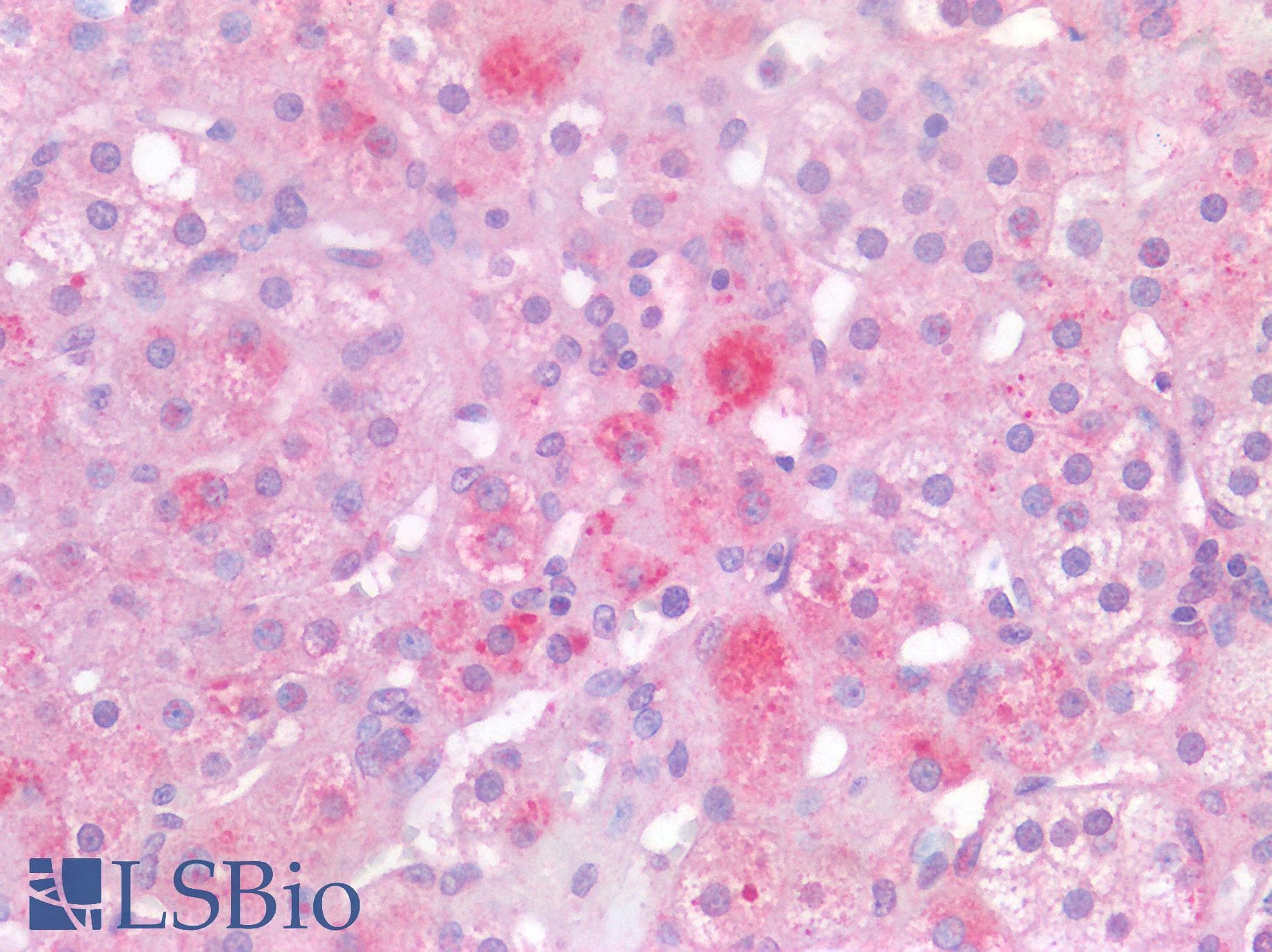 IHC-plus™ DLX2 Antibody