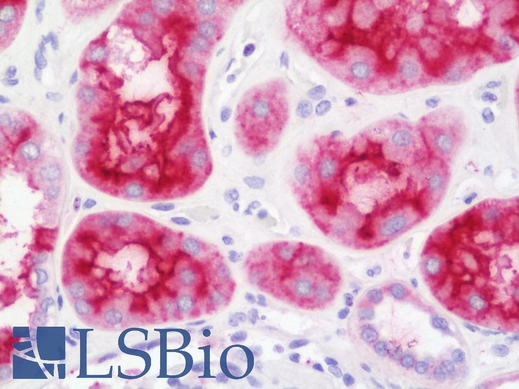 IHC-plus™ XPNPEP2 Antibody (aa198-476)