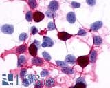 IHC-plus™ PTGER4 / EP4 Antibody (C-Terminus)