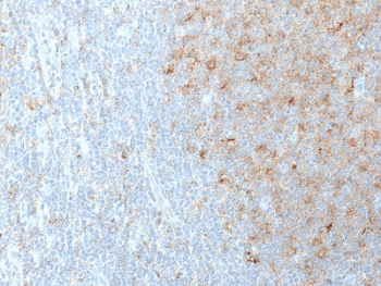 CD80 Antibody (clone C80/2723)