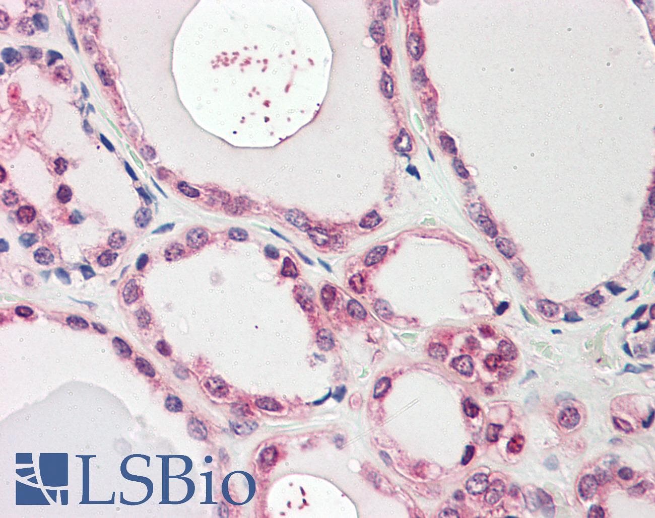 IHC-plus™ NEK7 Antibody (aa29-39)