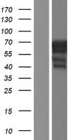 DGCR2 Protein (Over-Expression Lysate Myc-DDK (Flag))
