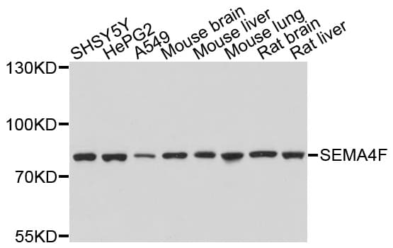 Polyclonal Rabbit anti-Human SEMA4F / Semaphorin 4F Antibody (WB)