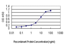 Monoclonal Mouse anti-Human SLC9A1 / NHE1 Antibody (clone 2F5, WB)