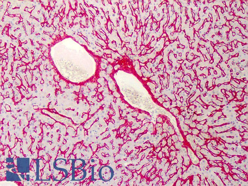 IHC-plus™ Collagen VI Antibody (Biotin)