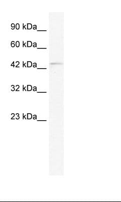 PAX5 Antibody (aa64-113)