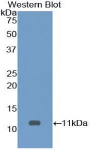 CASP9 / Caspase 9 Antibody (aa331-411, Cy3)