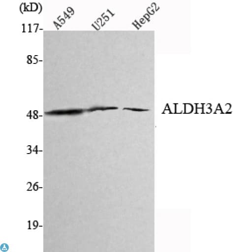 ALDH3A2 Antibody