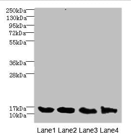 HIST1H3A Antibody
