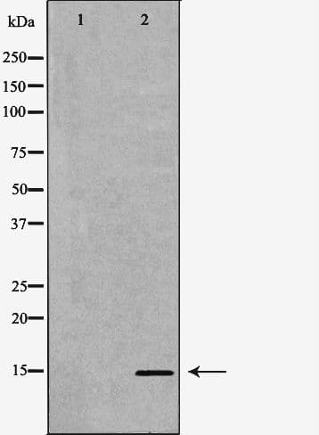 POLR2I Antibody