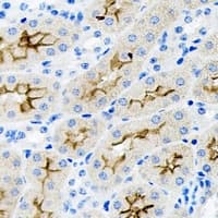 Polyclonal Rabbit anti-Human PARD6A / PAR6 Antibody (IHC, WB)