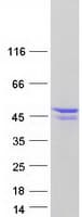 Human PRMT1 Protein (Recombinant Myc-DDK (Flag))