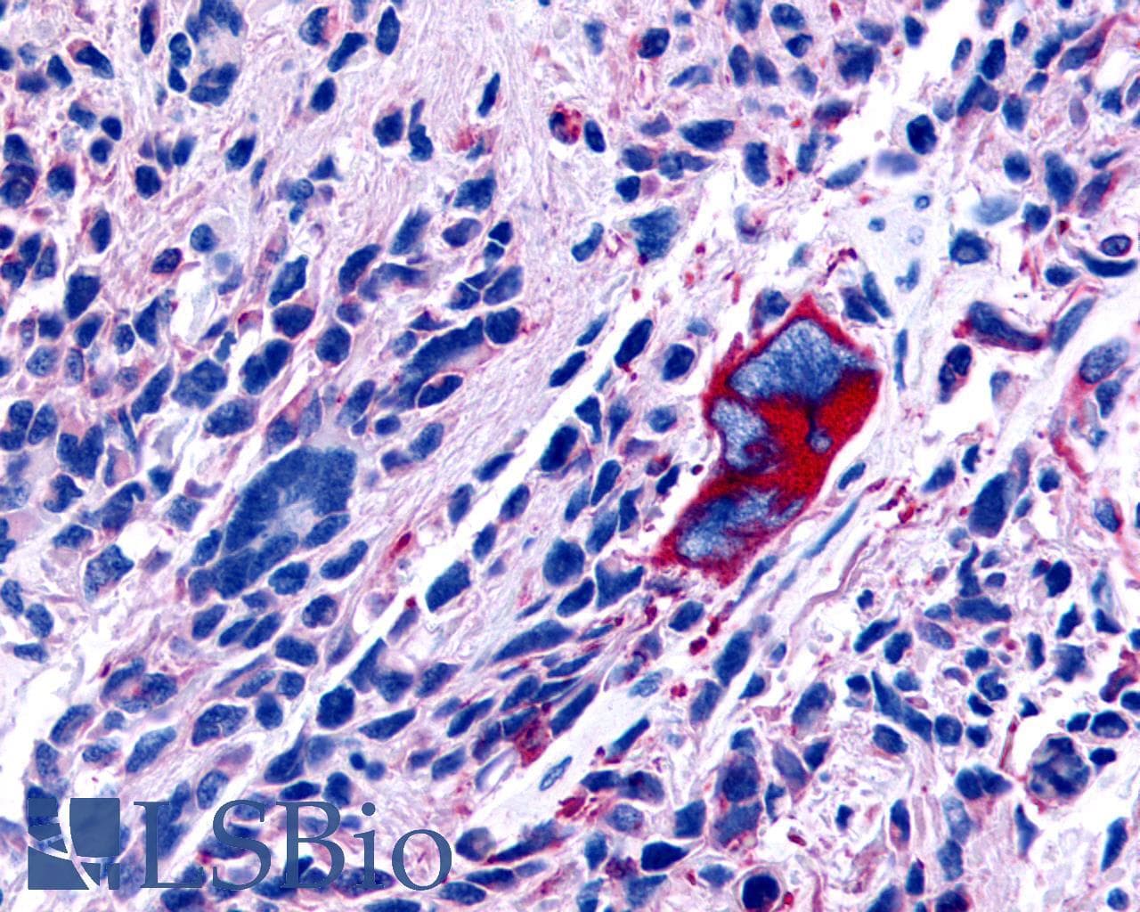 PathPlus™ GPR63 Antibody (C-Terminus)