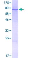 Human IQCG Protein (Recombinant GST)