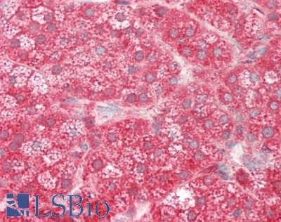 IHC-plus™ GRN / Granulin Antibody