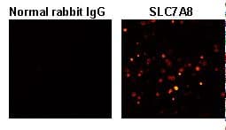 IHC-plus™ SLC7A8 / LAT2 Antibody