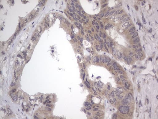 DDOST / OST48 Antibody (aa131-378, clone OTI2B4)