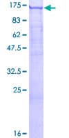 Human SEC23IP / p125 Protein (Recombinant GST)