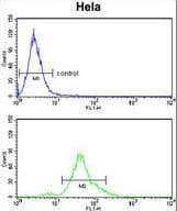 ACP1 / Acid Phosphatase Antibody (aa33-61)
