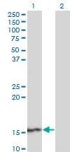 SUPT4H1 / SPT4 Antibody (clone 3G4)