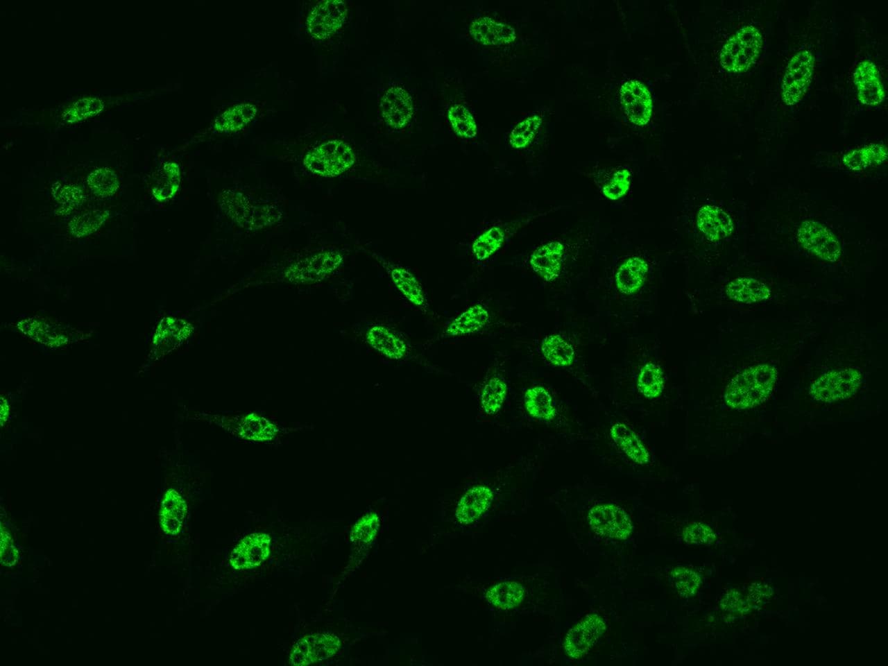 AZIN1 Antibody