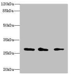 CAPNS1 / CAPN4 Antibody