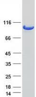 Human USP13 Protein (Recombinant Myc-DDK (Flag))