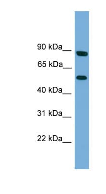 RFTN2 Antibody (N-Terminus)