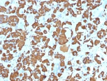 GH / Growth Hormone Antibody (clone SPM106, Azide-free, BSA-free)