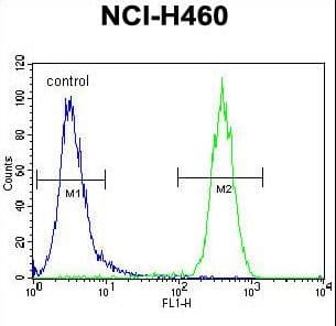 CCDC63 Antibody (aa532-560)