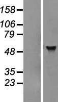 ADAT1 Protein (Over-Expression Lysate Myc-DDK (Flag))