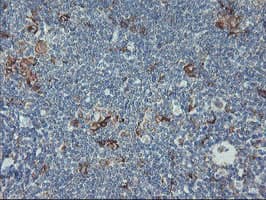 CPA2 Antibody (clone OTI1C7)