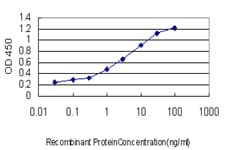 Monoclonal Mouse anti-Human YWHAH / 14-3-3 Eta Antibody (clone 6A12, WB)