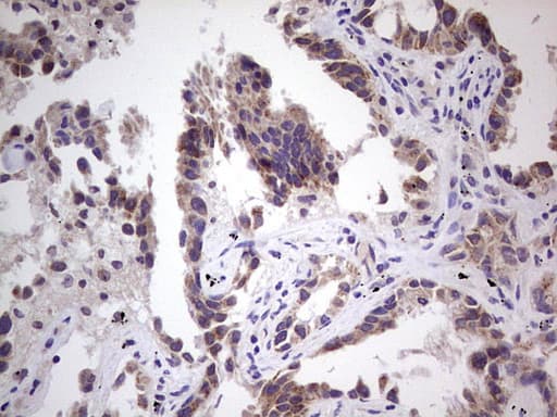 RET Antibody (aa713-1017, clone OTI5D4)