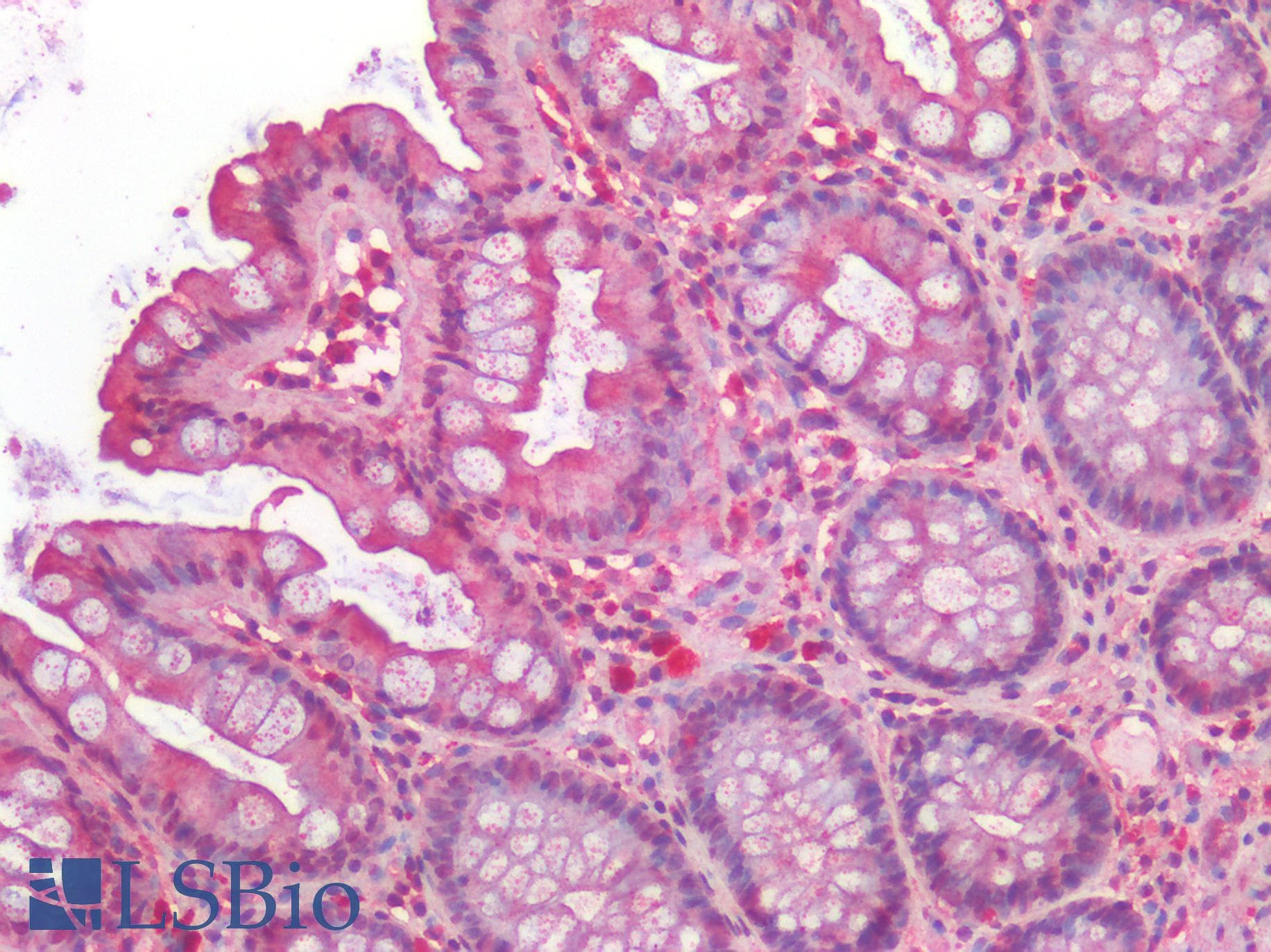 IHC-plus™ PGES / PTGES Antibody (N-Terminus)
