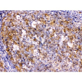 BCAR3 Antibody (aa791-825)
