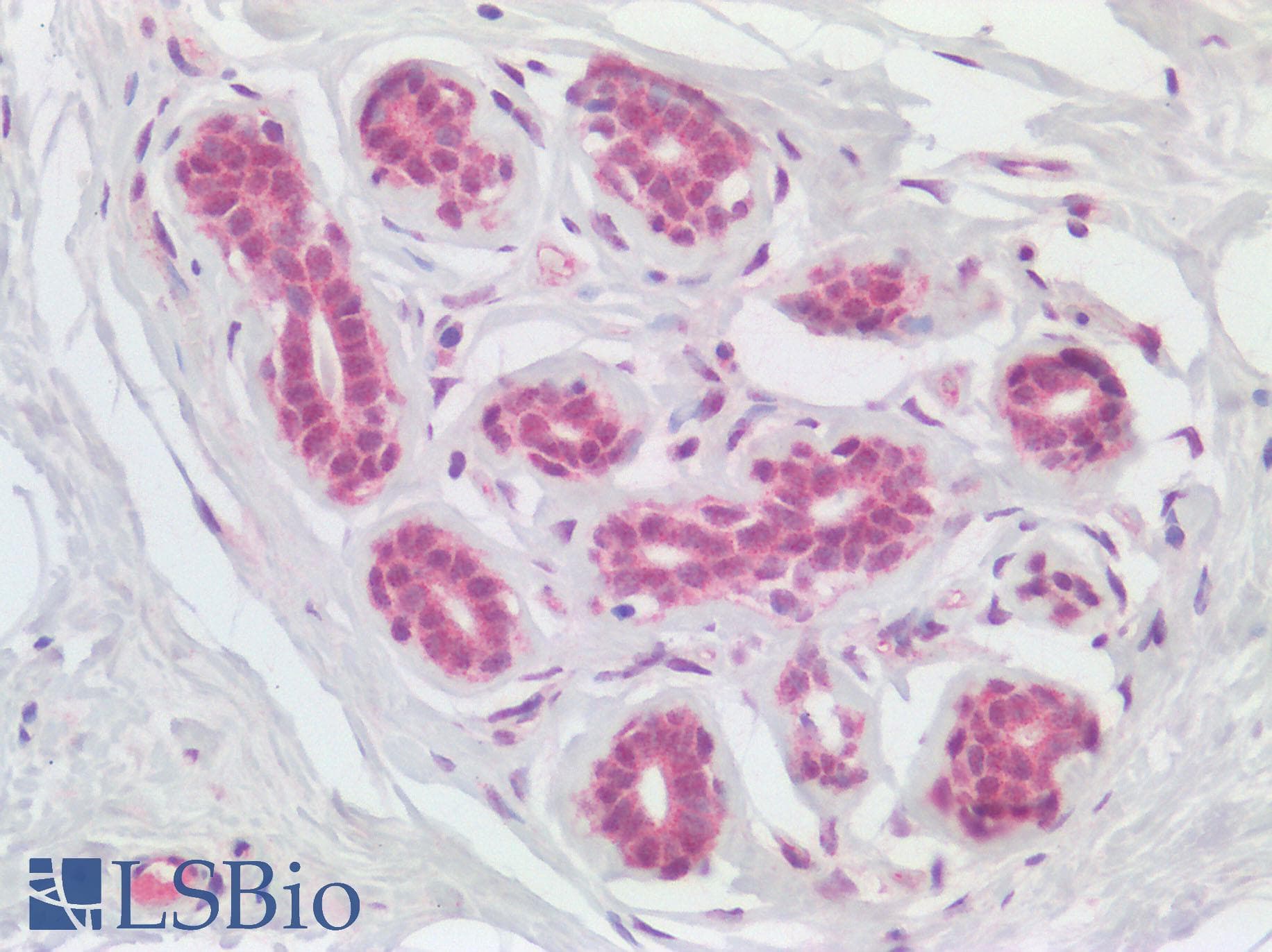 NLRX1 Antibody