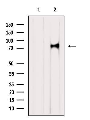 RLIM / RNF12 Antibody