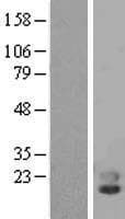 PLA2G10 Protein (Over-Expression Lysate Myc-DDK (Flag))