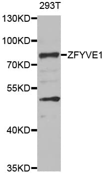 IHC-plus™ ZFYVE1 / DFCP1 Antibody