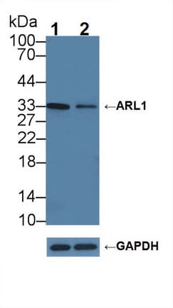 ARL1 Antibody (aa1-316)