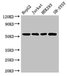 DCTN4 / Dynactin 4 Antibody