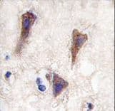 CDH12 / Cadherin 12 Antibody (aa62-90)