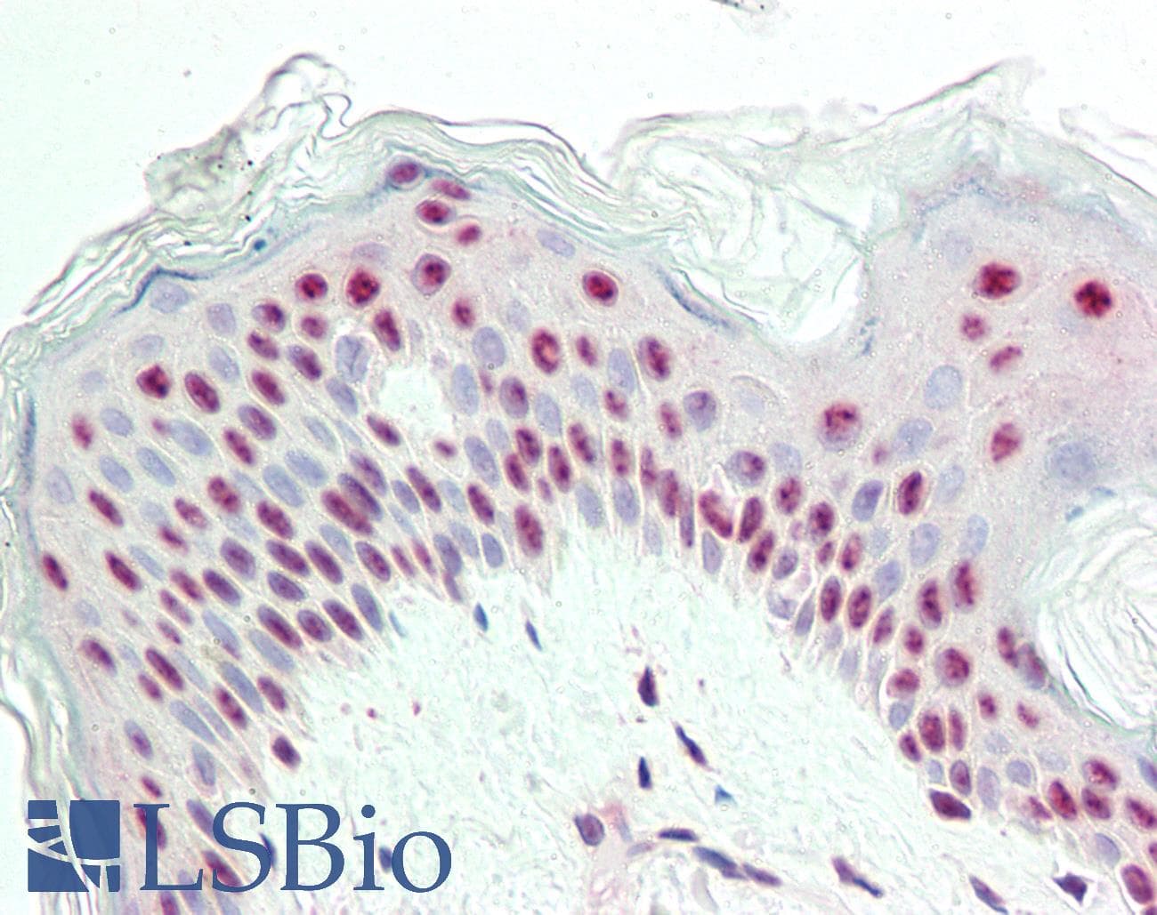 IHC-plus™ Monoclonal Mouse anti-Human Proliferation Marker IPO-38 Antibody (clone IPO-38, IHC, WB)