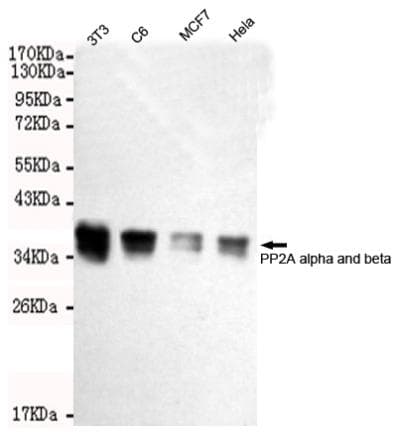PP2CB / PPP2CB Antibody