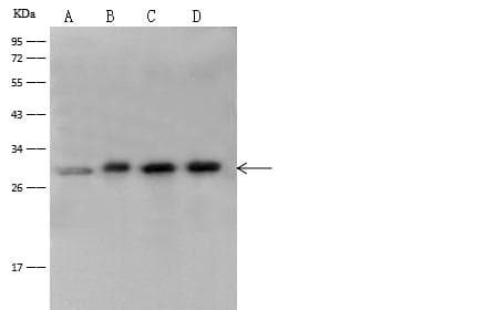 Polyclonal Rabbit anti-Human YWHAH / 14-3-3 Eta Antibody (Preservative Free, WB)