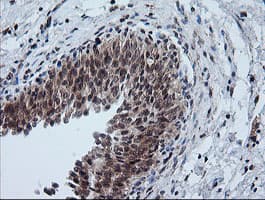 FTCD / 58K Golgi Protein Antibody (clone OTI4A7, Carrier-free)