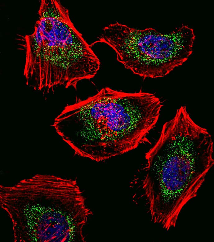 SOX4 Antibody (aa86-114)