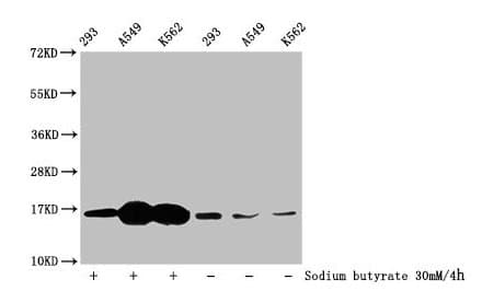HIST1H3A Antibody