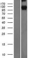 PCDH10 Protein (Over-Expression Lysate Myc-DDK (Flag))